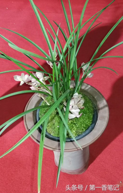 2020年云南兰花展获奖图片,2018年昆明兰花展精品图片