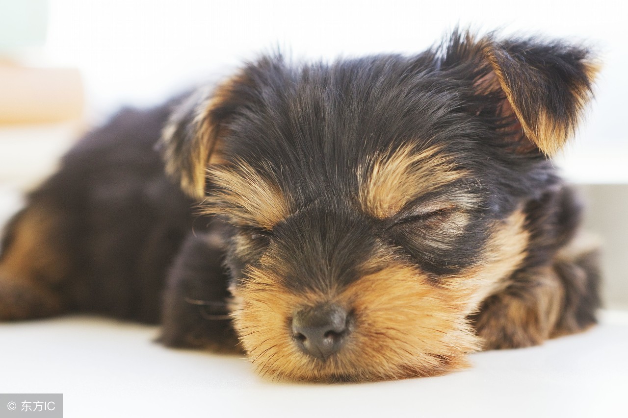 给狗的正确的洗澡方式,给狗洗澡的正确步骤冬天