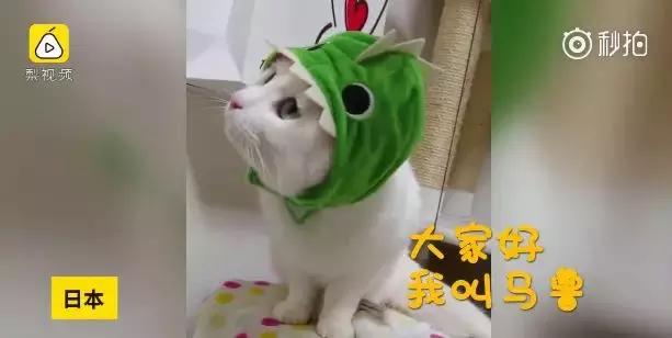 猫咪瘫痪了怎么自救,猫咪如果瘫痪了怎么办
