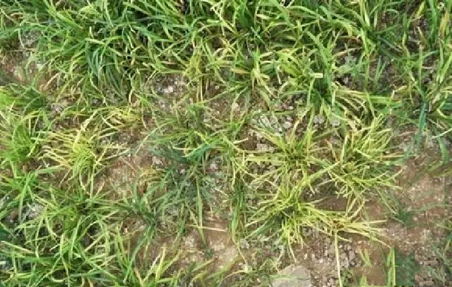 韭蛆小妙招,韭蛆怎么治对人食用无害