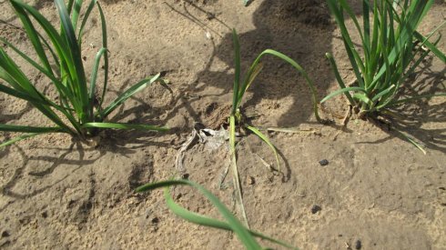 韭蛆小妙招,韭蛆怎么治对人食用无害