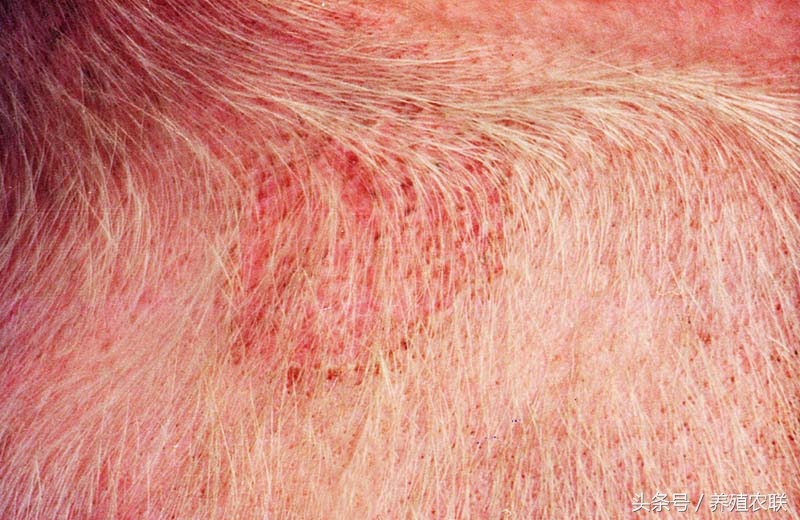 猪的常见病有哪些猪丹毒,猪得了丹毒病怎么引起的
