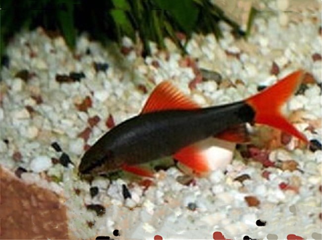 五彩缤纷绚丽多彩的观赏鱼,多彩缤纷的热带鱼图片