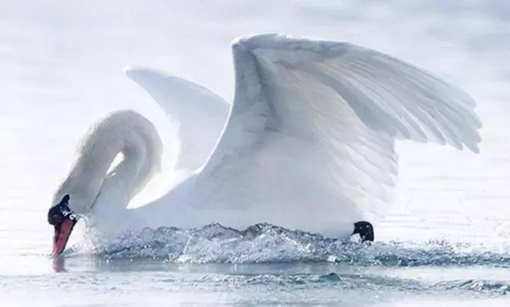 轻柔鹅绒被,鹅绒被是水洗还是机洗