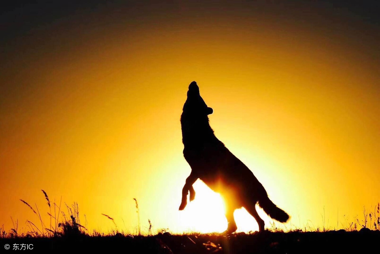 狗生殖生理解剖结构,狗的生理常识