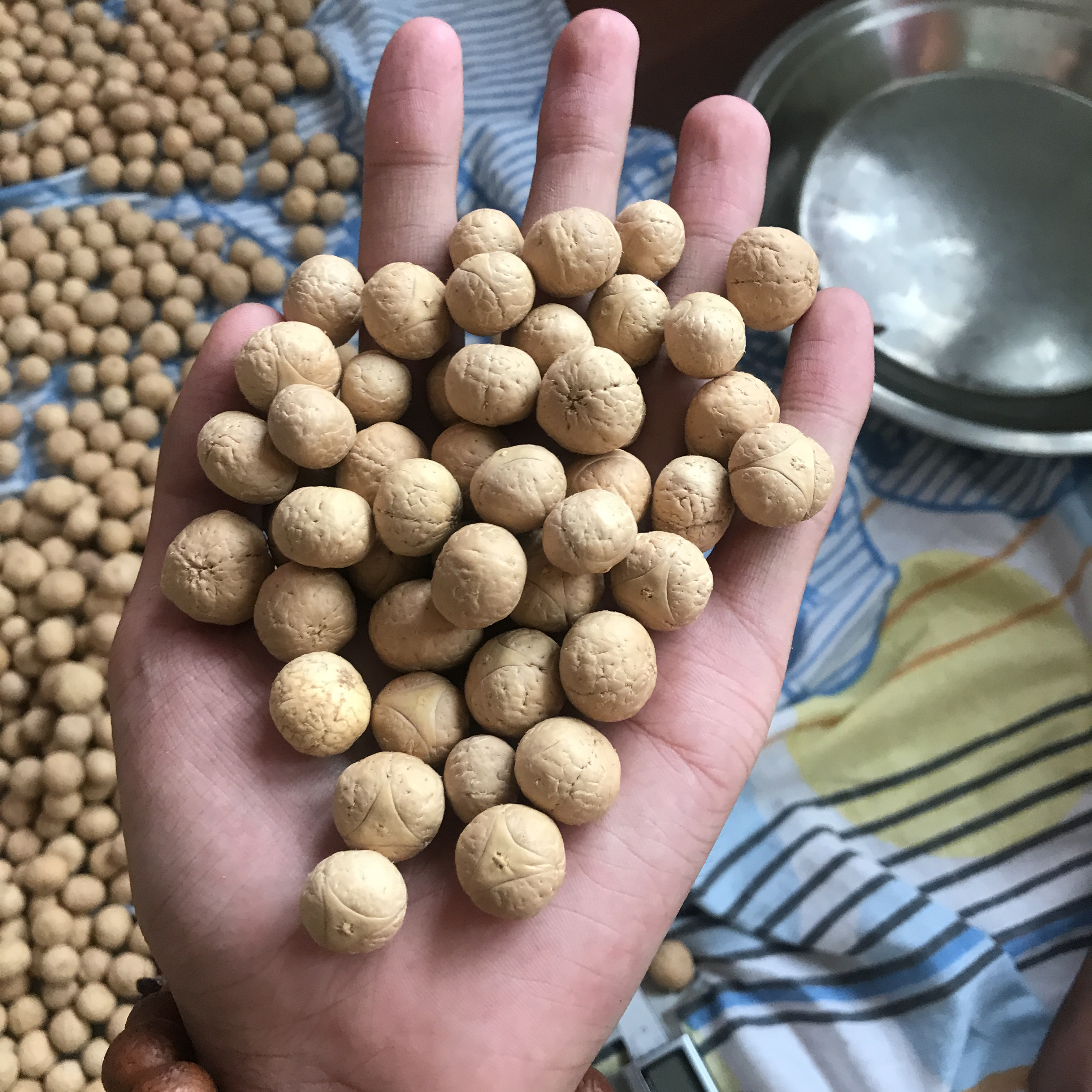 凤眼菩提尼泊尔跟白俄罗斯,3.0凤眼菩提