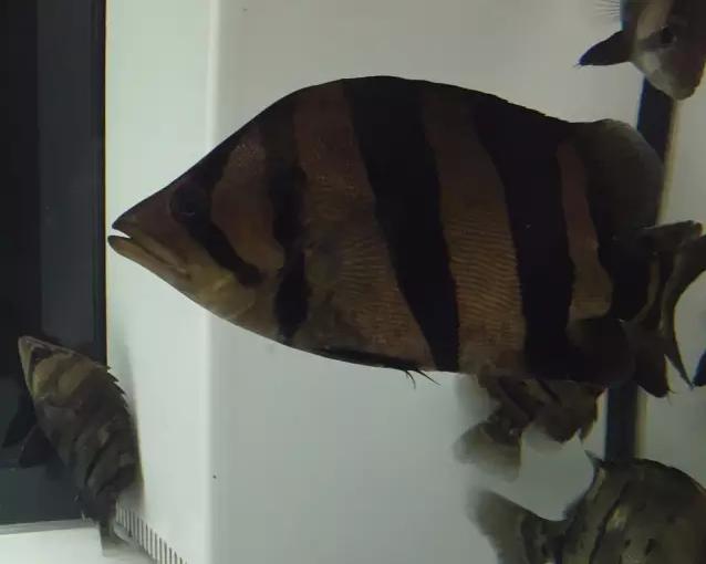 泰虎和印尼虎区别是什么,印尼虎和泰虎一起养