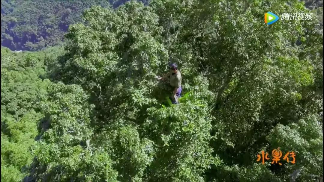 一部看完就想去买水果的纪录片，一次过见识50个城市的奇珍异果！