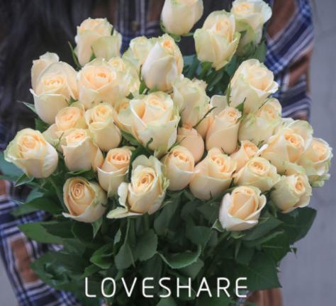 如何养花店买的玫瑰花,如何能养出和花店一样的玫瑰花