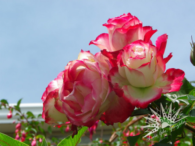 自己种的玫瑰花怎么没有花店的好,如何养花店买的玫瑰花