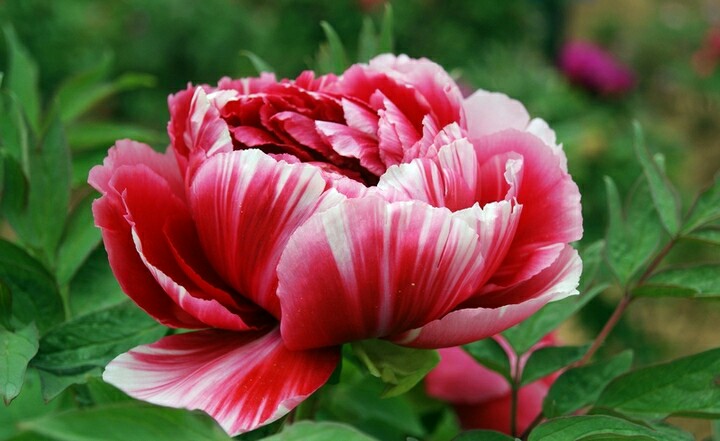 今天29，打开就能幸福久久！幸福相册！请收下给你的祝福哦