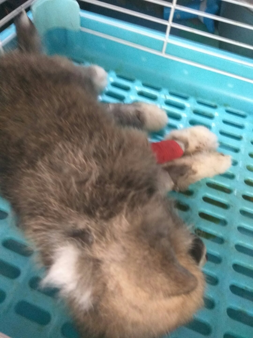 犬细小病毒治疗简单方法,犬细小病毒治疗后期康复