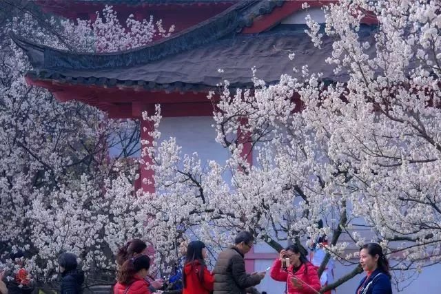 不用去日本不用去武汉就能看樱花,不用去日本就能看到日本风景