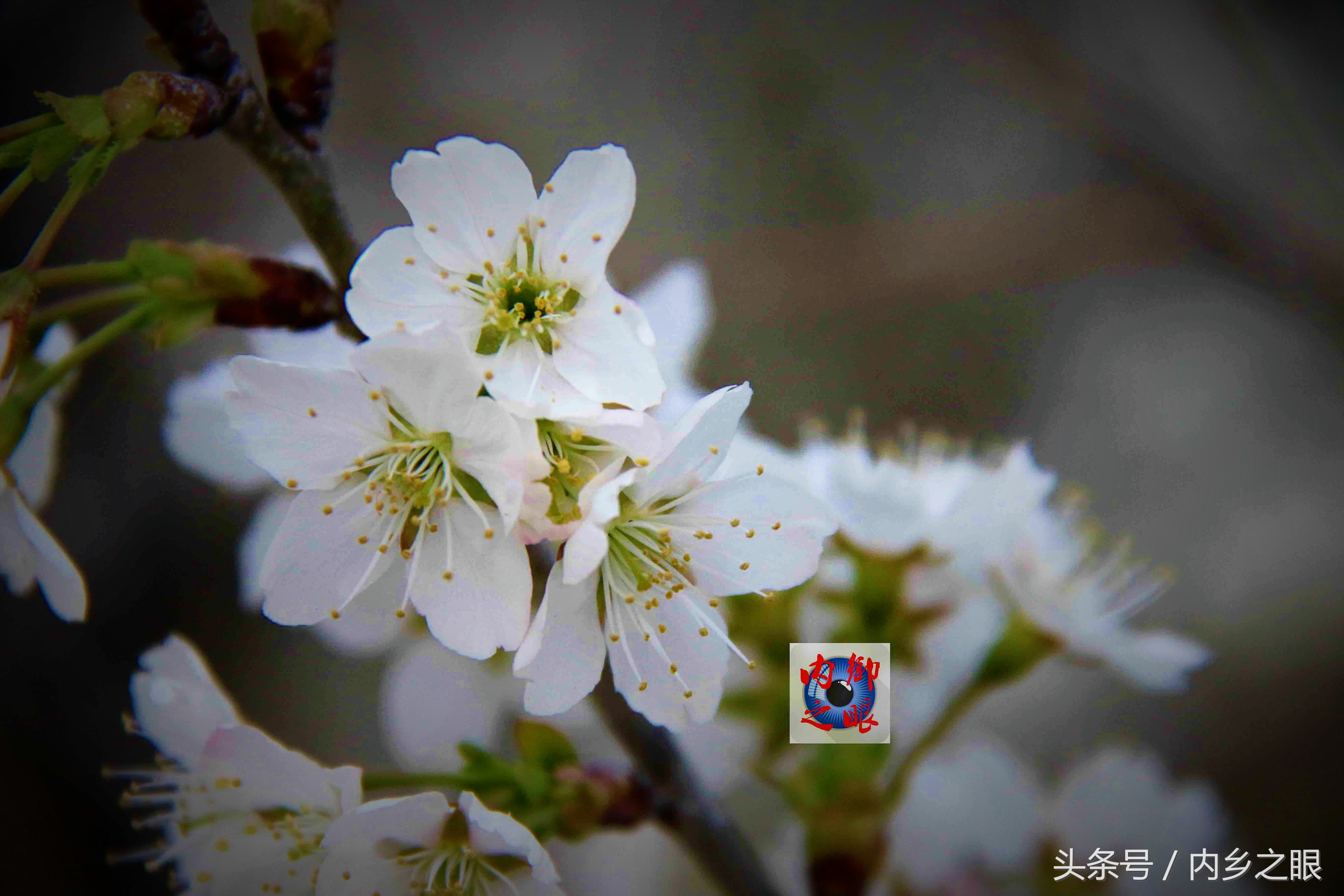 鍒版ū妗冩矡閲屾憳妯辨,鍐呬埂妯辨娌熸ū妗冪啛浜嗗悧