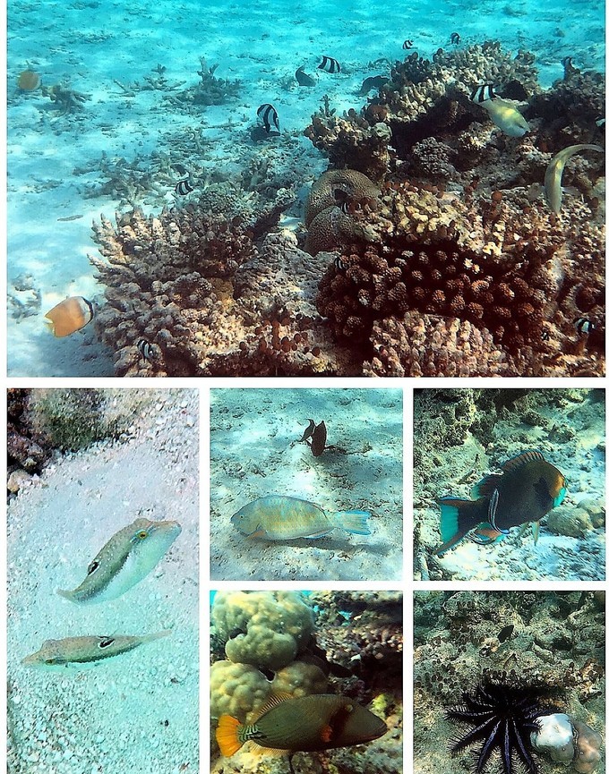 马尔代夫a级浮潜岛有哪些,马尔代夫卡娜丽芙岛浮潜