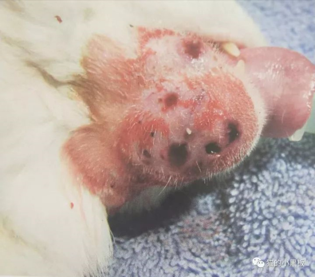 宠物种马尾的病因与治疗