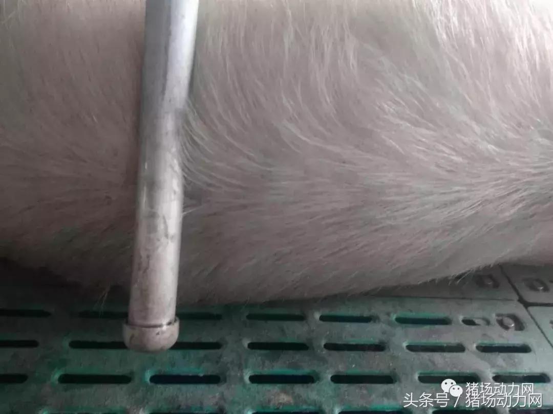 仔猪身上破皮发痒怎么治,仔猪全身圆形溃烂