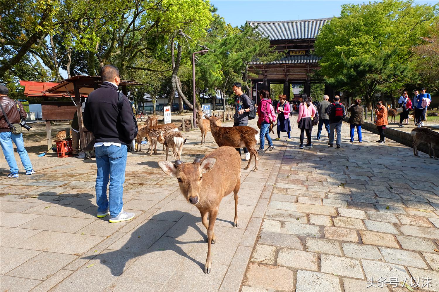 奈良公园喂小鹿视频,日本奈良公园喂小鹿