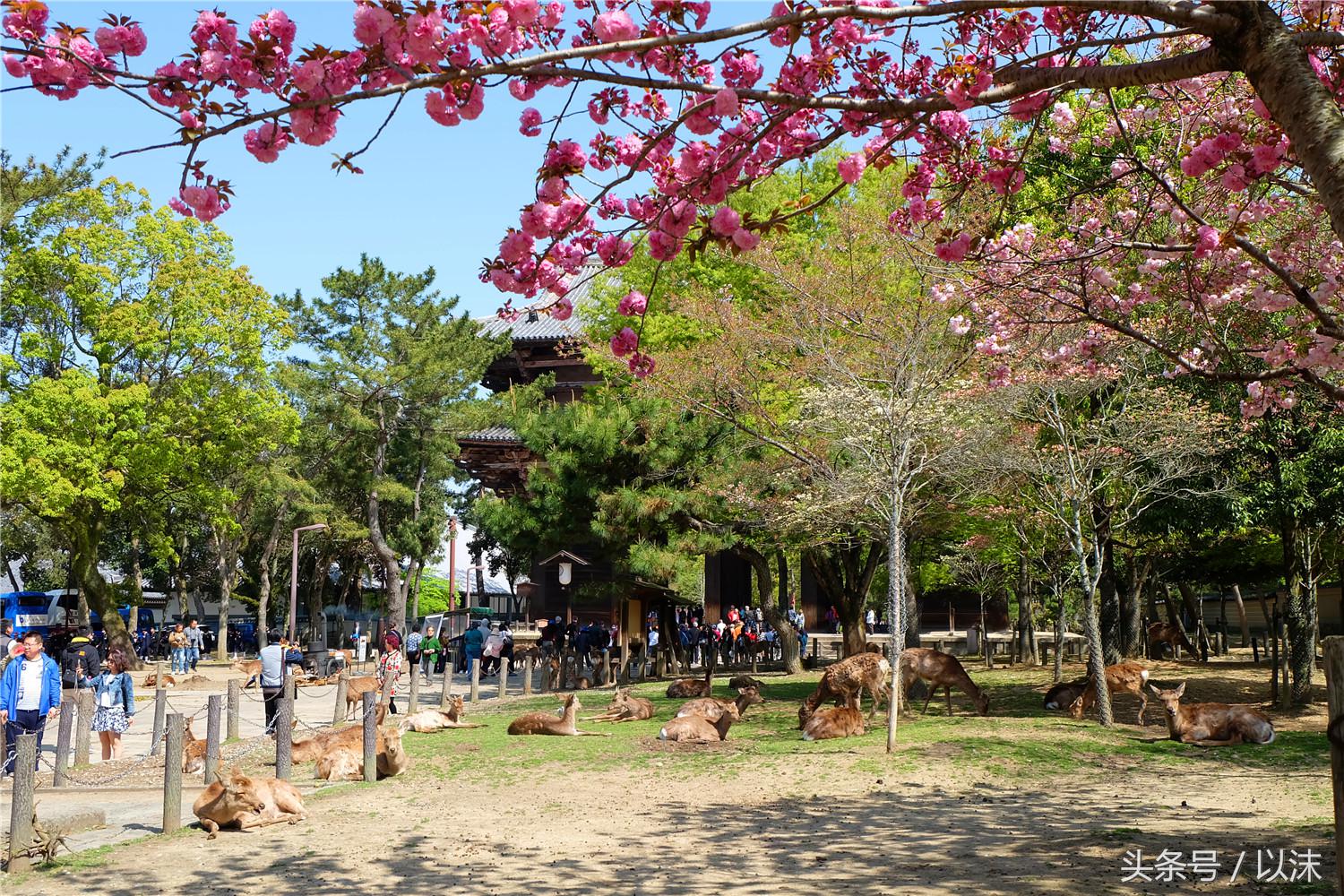 奈良喂小鹿完整版,日本奈良小鹿喂食