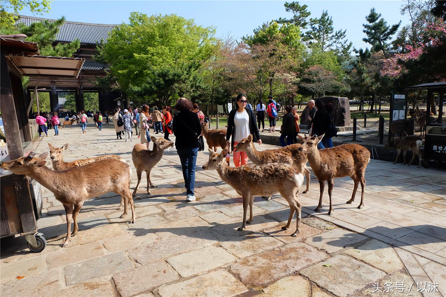 奈良公园喂小鹿视频,日本奈良公园喂小鹿