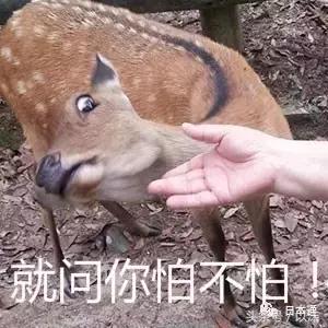 奈良公园喂小鹿视频,日本奈良公园喂小鹿