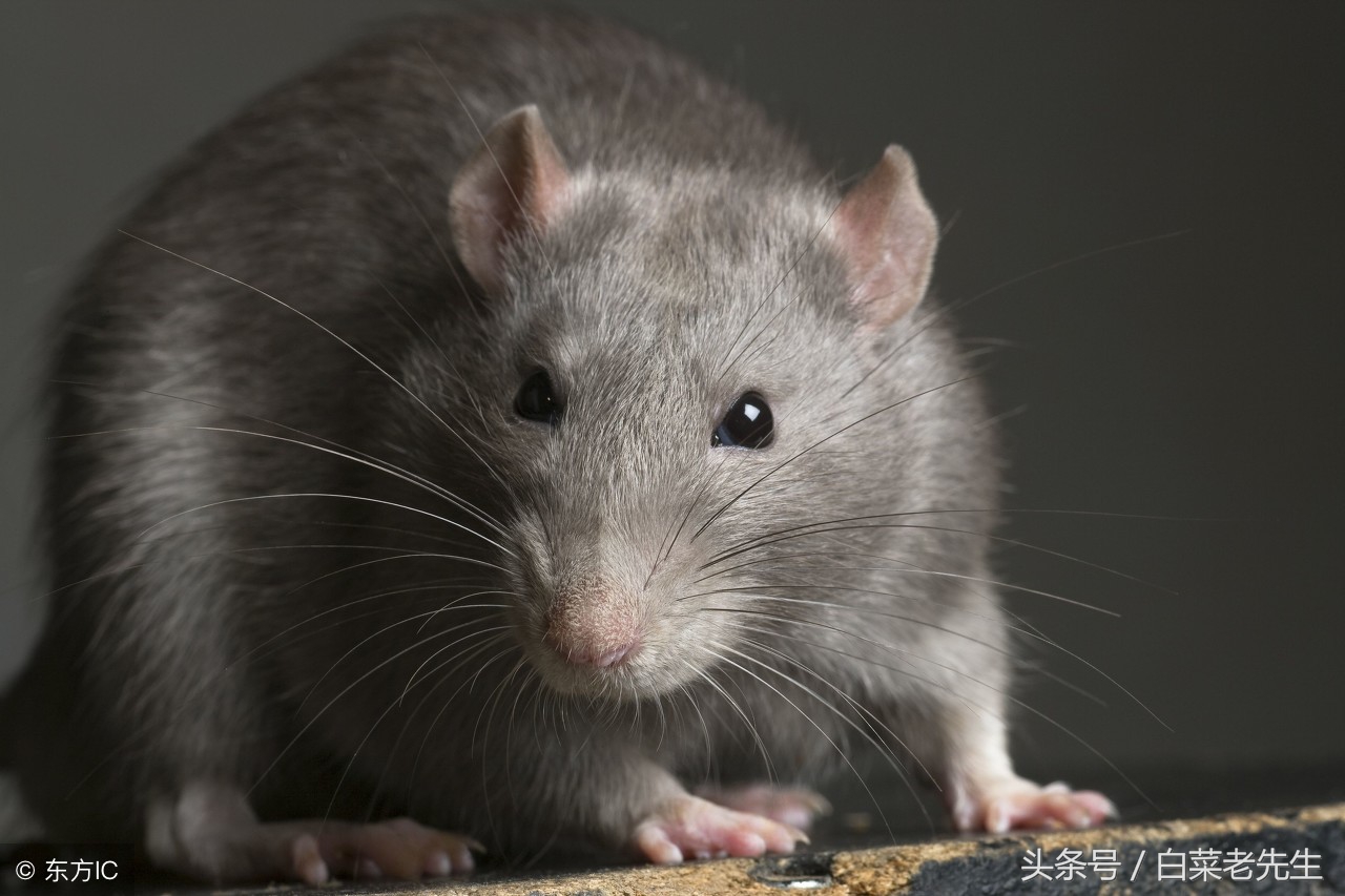 男女十二生肖婚姻配对大全详解 (十二生肖龙虎相配的属相)