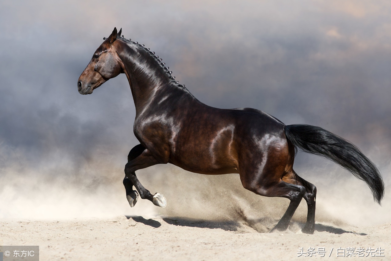 男女十二生肖婚姻配对大全详解 (十二生肖龙虎相配的属相)