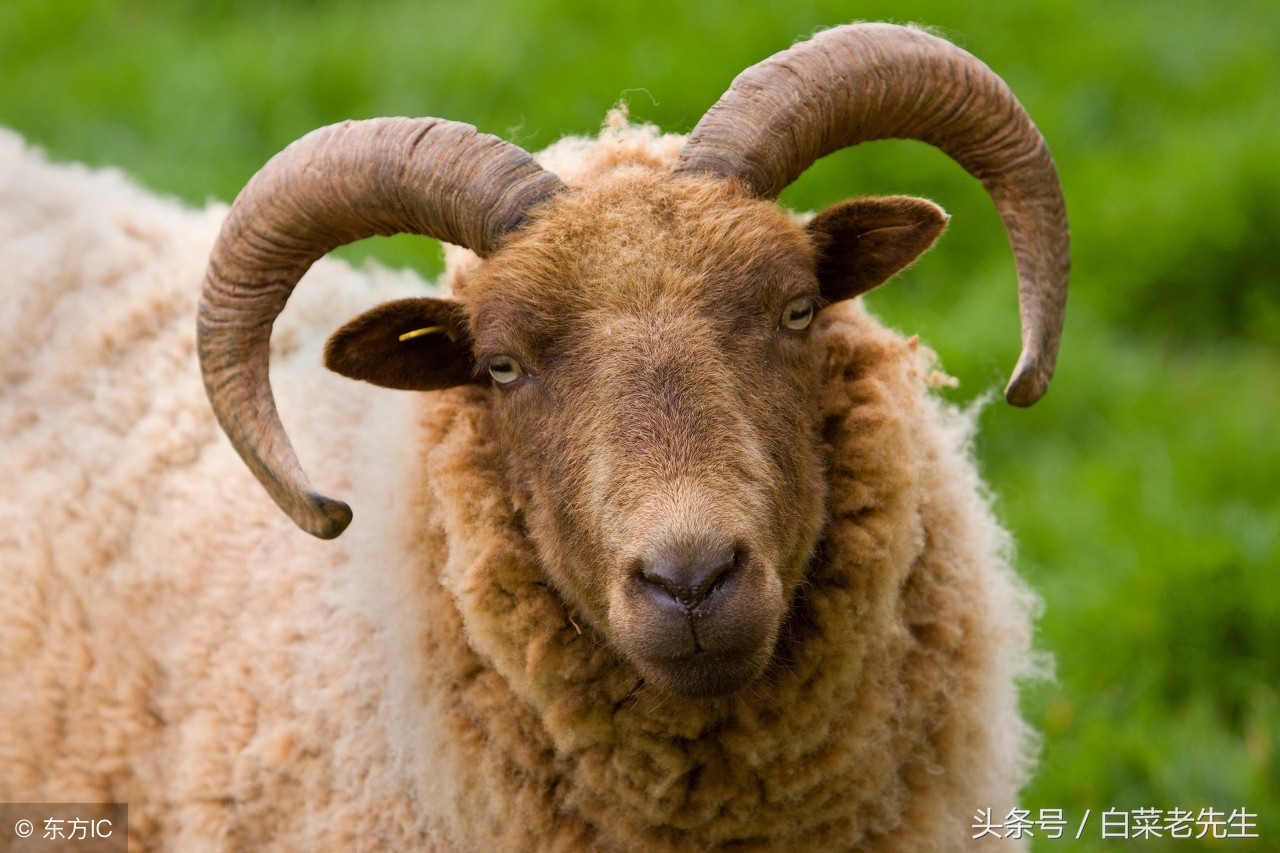 男女十二生肖婚姻配对大全详解 (十二生肖龙虎相配的属相)