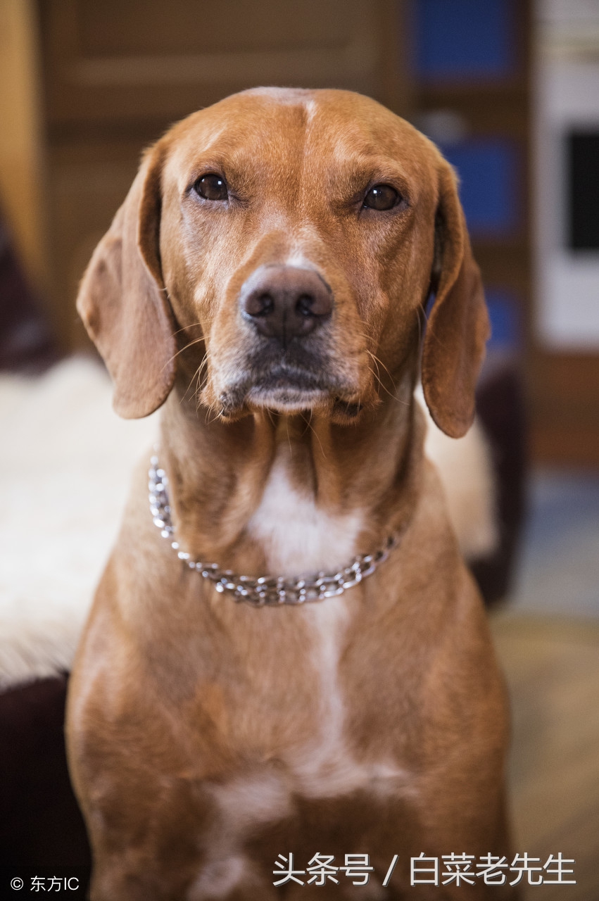 男女十二生肖婚姻配对大全详解 (十二生肖龙虎相配的属相)