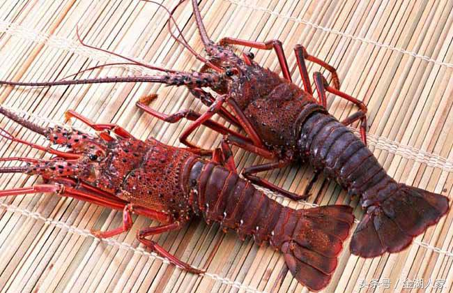 野河网箱养殖龙虾,目前大连海参网箱养殖前景