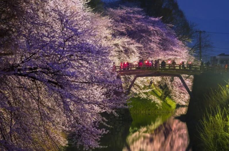 最美樱花季，国内外赏樱攻略在此！好看，好吃，好买！