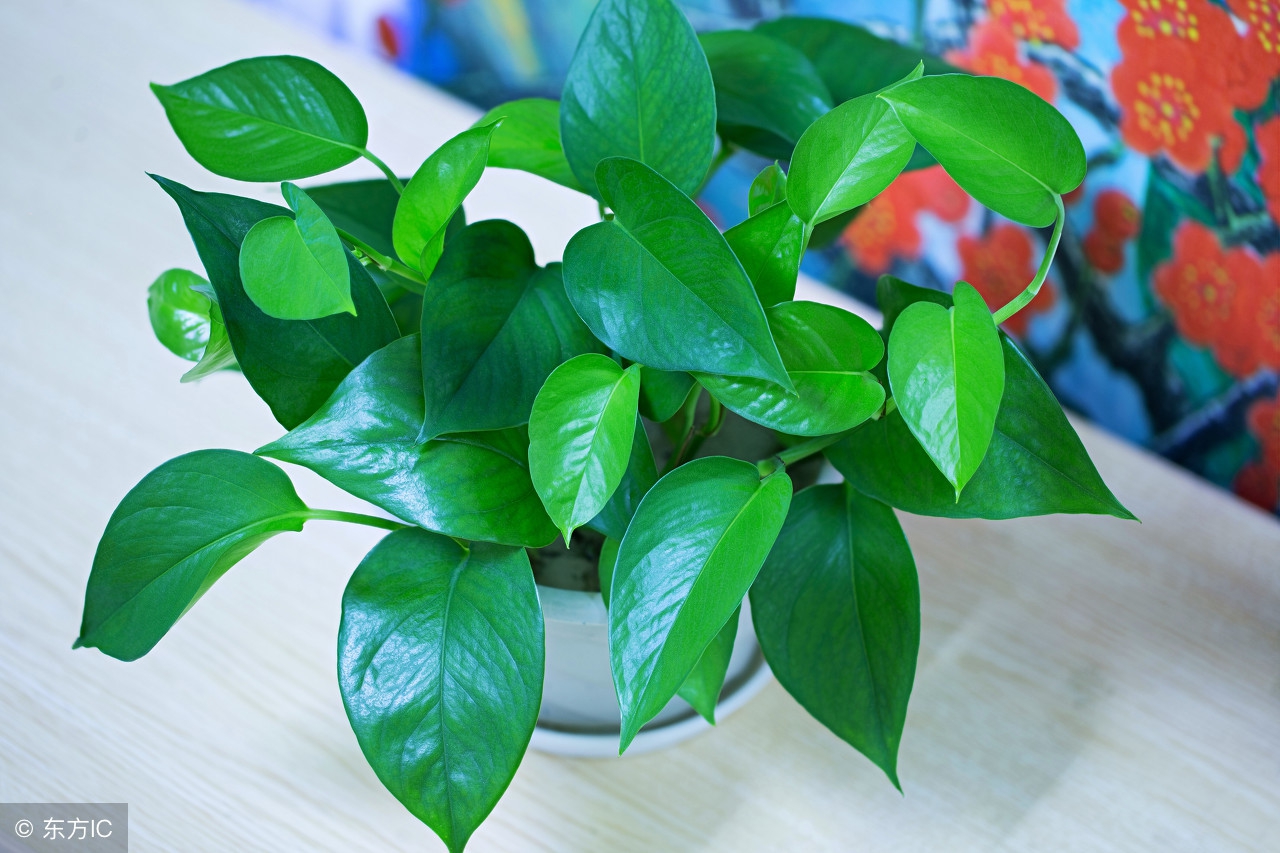 绿萝室内养对人有什么危害,家里养绿萝对人身体有害吗