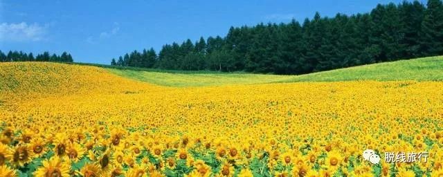 一秒钟搞定“花痴”攻略，别说我没帮你~