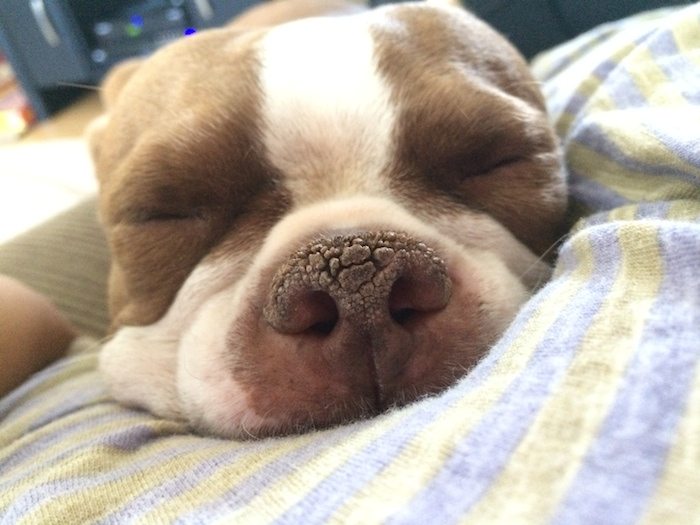 狗鼻子干燥怎么治疗最有效,如何正确处理狗鼻子