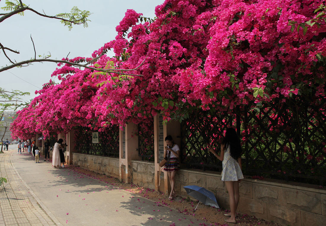 三角梅上出现蚜虫怎么办,三角梅的蚜虫怎么防治效果好呢