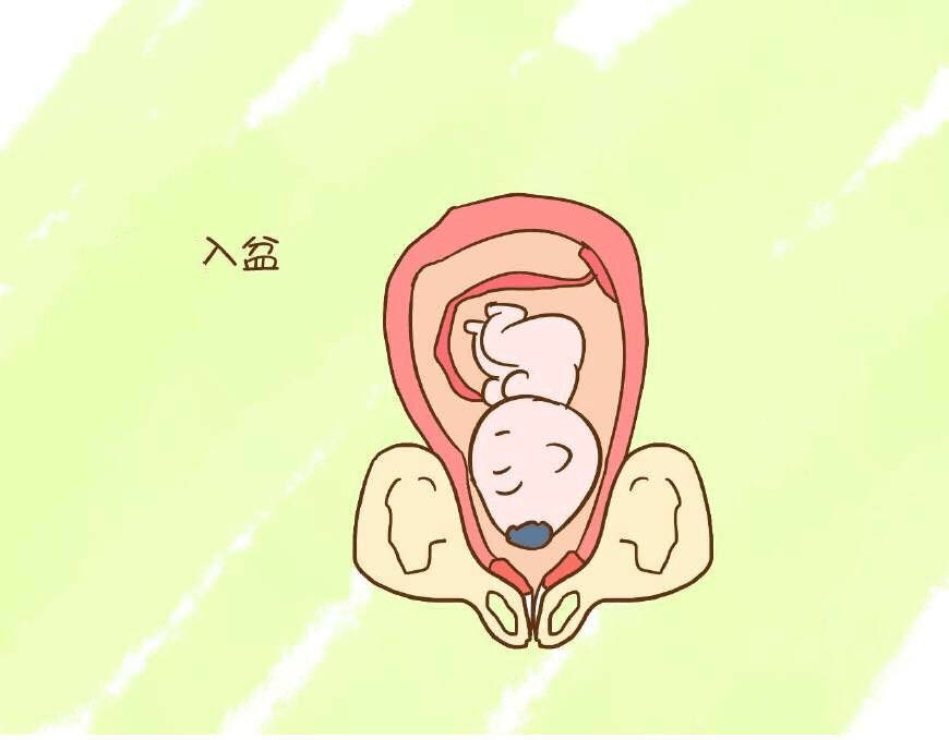 五分钟快速读懂“入盆”，准备卸货的孕妈看这里！
