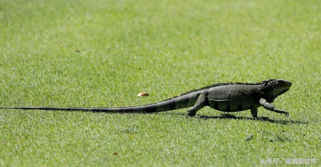 霰弹枪打大象真实事件,霰弹枪打动物真实视频