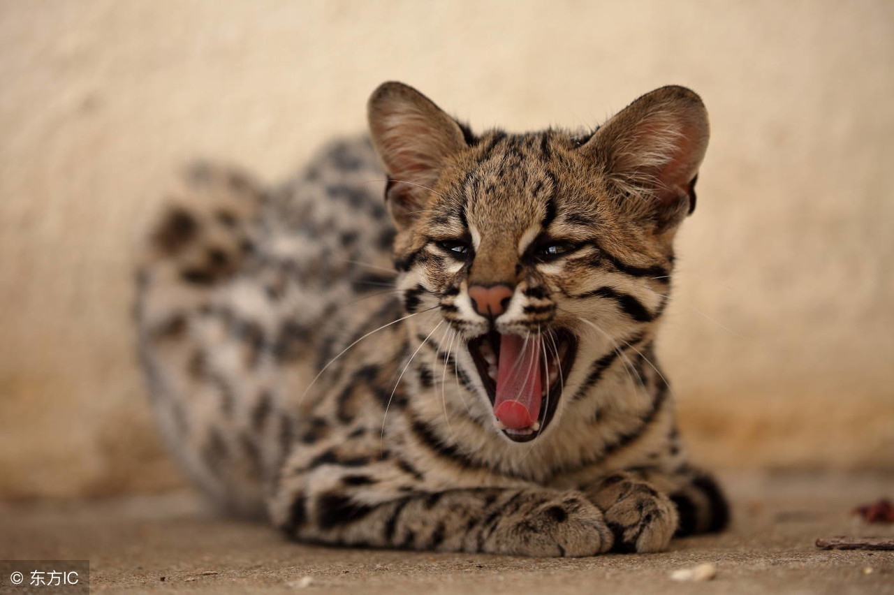 猫咪体内驱虫可以防止弓形虫么,猫咪吃体内驱虫药后有什么反应