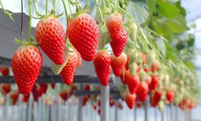 陈冠希吃的苹果,陈冠希吃的白草莓什么品种