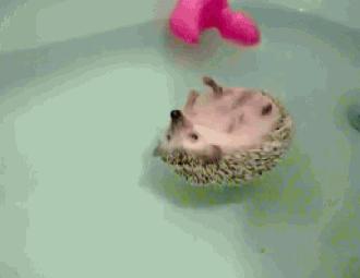 刺猬刚到新家怎么照顾,小刺猬保护自己的方法