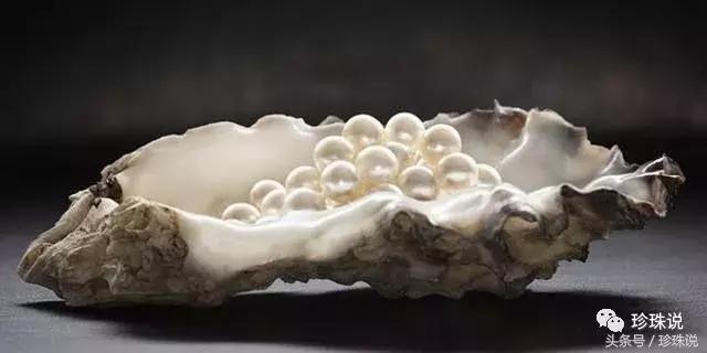 珍珠养殖全过程,养殖珍珠蚌技术