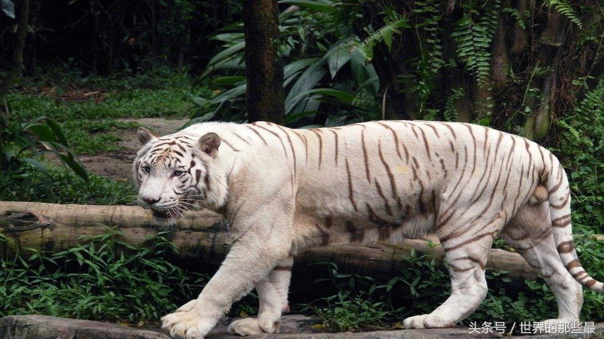 人类野外遇到老虎,人类遇到老虎怎么办