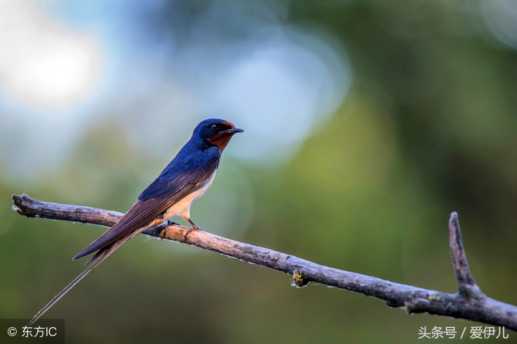 写春燕最美的诗词名句,描写春天燕子的诗句古诗词