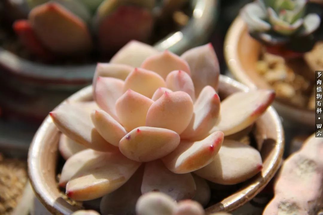 养多肉的精致生活,养多肉的乐趣在于没事瞎折腾