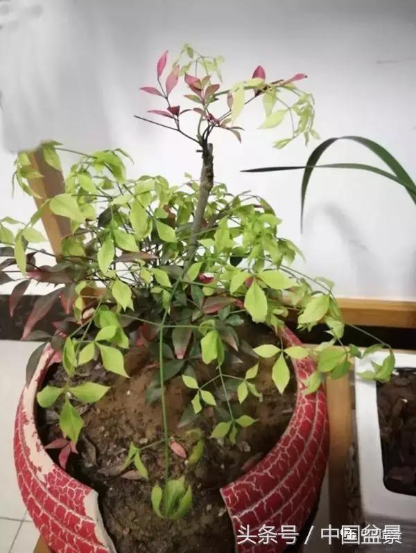 南天竹盆景鉴赏,南天竹盆景能放室内吗