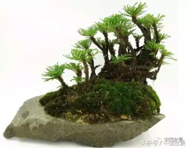 南天竹盆景鉴赏,南天竹盆景能放室内吗