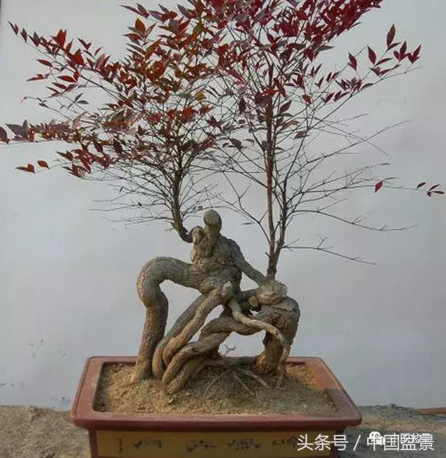 南天竹盆景鉴赏,南天竹盆景能放室内吗