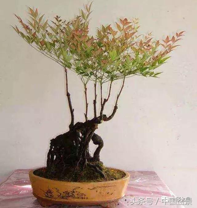 南天竹盆景鉴赏,南天竹盆景能放室内吗