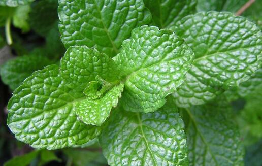 薄荷养殖方法与技巧和注意事项,薄荷的养殖方法和注意事项