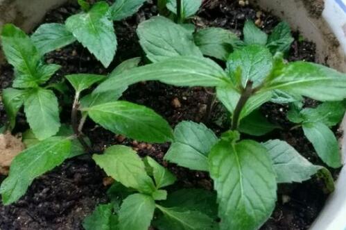 薄荷的养殖方法和注意事项图片,薄荷养殖方法和注意事项